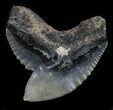 Huge, Fossil Tiger Shark Tooth - Florida #34807-1